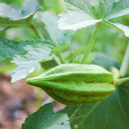 Star of david okra seeds - Vegetable Plant