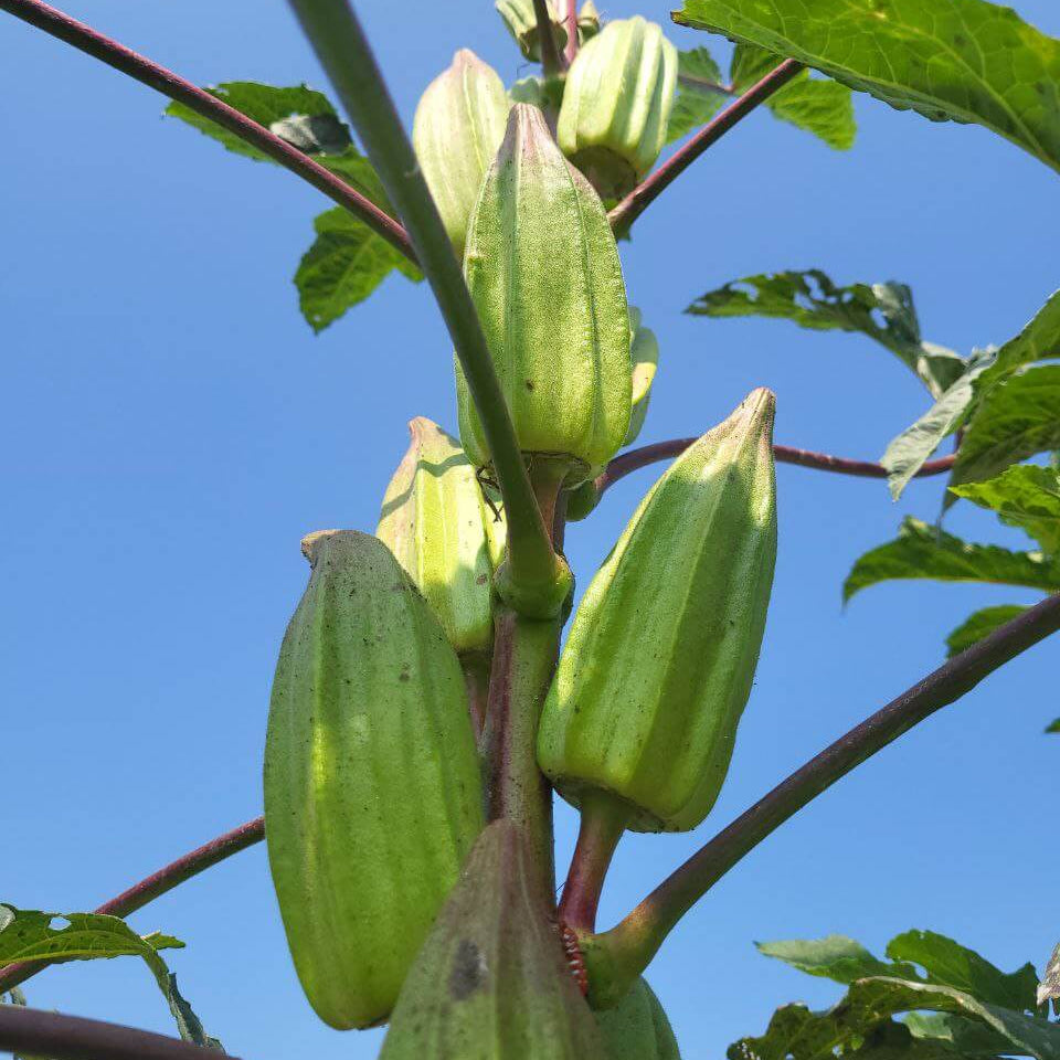 Star of david okra seeds - Vegetable Plant
