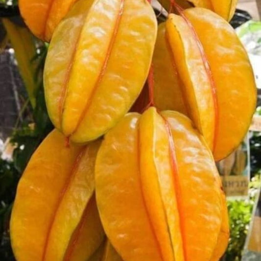 Starfruit Seeds - Fruit Plant for Home Gardens