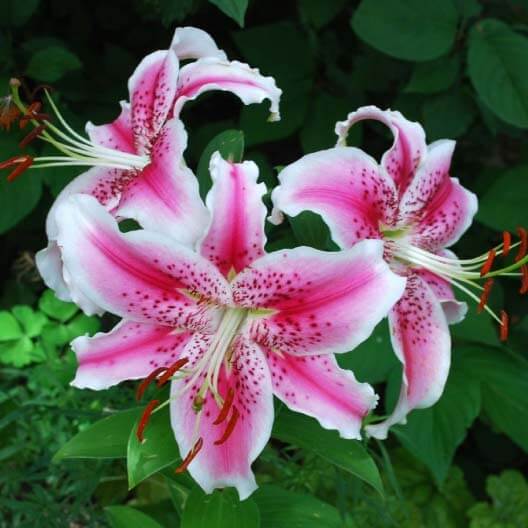 Stargazer Lily Seeds - Flower Plant