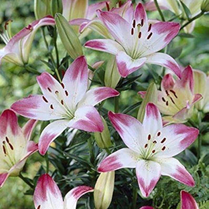 Stargazer Lily Seeds - Flower Plant