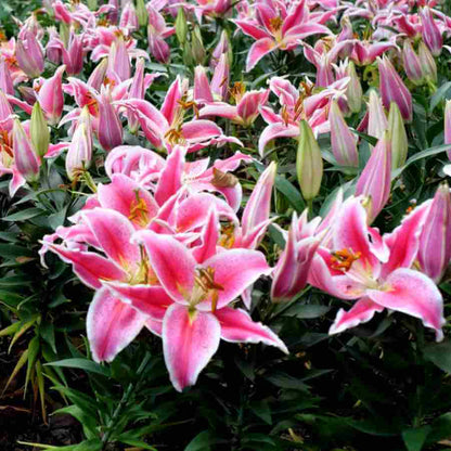 Stargazer Lily Seeds - Flower Plant