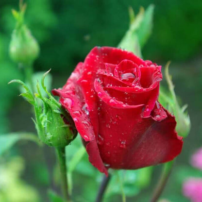 Starina Miniature Rose Seeds - Heirloom Flower Plant for Home Gardens