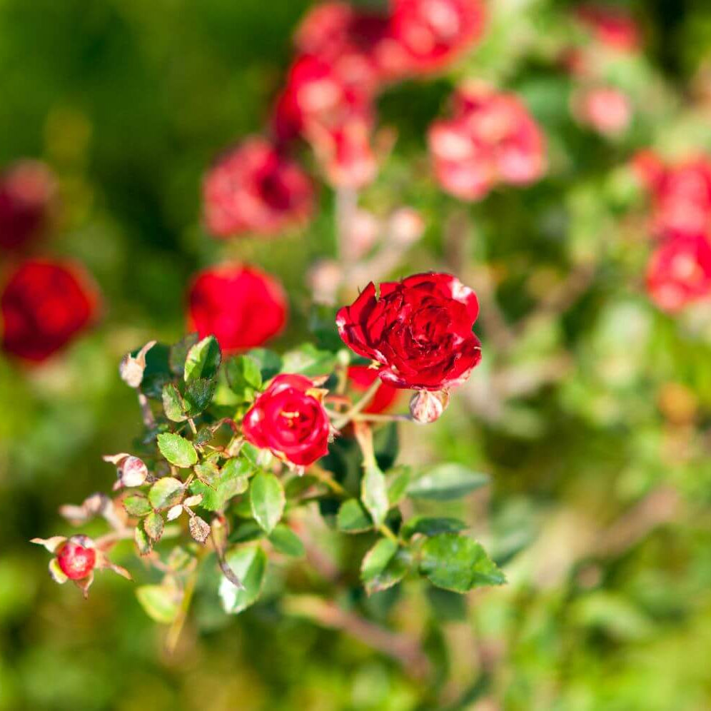 Starina Miniature Rose Seeds - Heirloom Flower Plant for Home Gardens