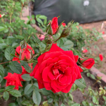 Starina Miniature Rose Seeds - Heirloom Flower Plant for Home Gardens