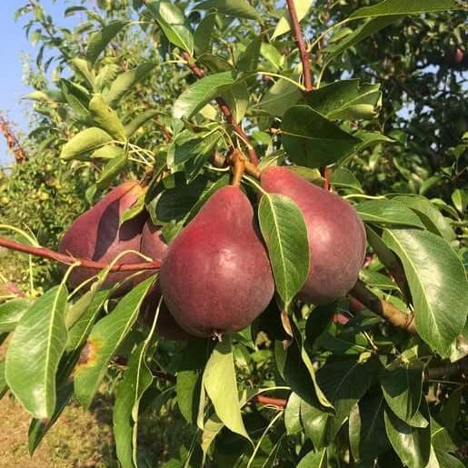 Starkrimson Pear Seeds