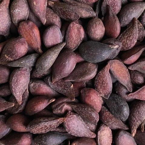 Starkrimson Pear Seeds