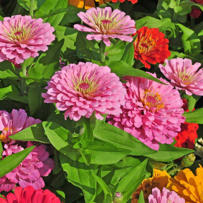 State Fair Zinnia Seeds - Flower Plant