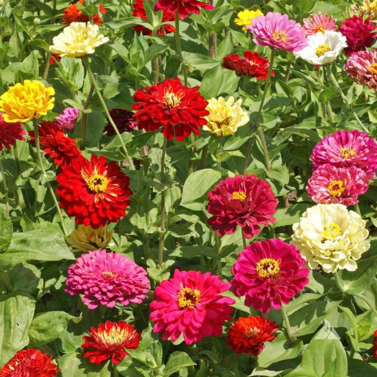 State Fair Zinnia Seeds - Flower Plant