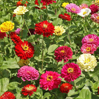 State Fair Zinnia Seeds - Flower Plant
