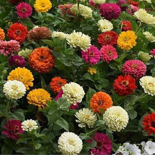 State Fair Zinnia Seeds - Flower Plant
