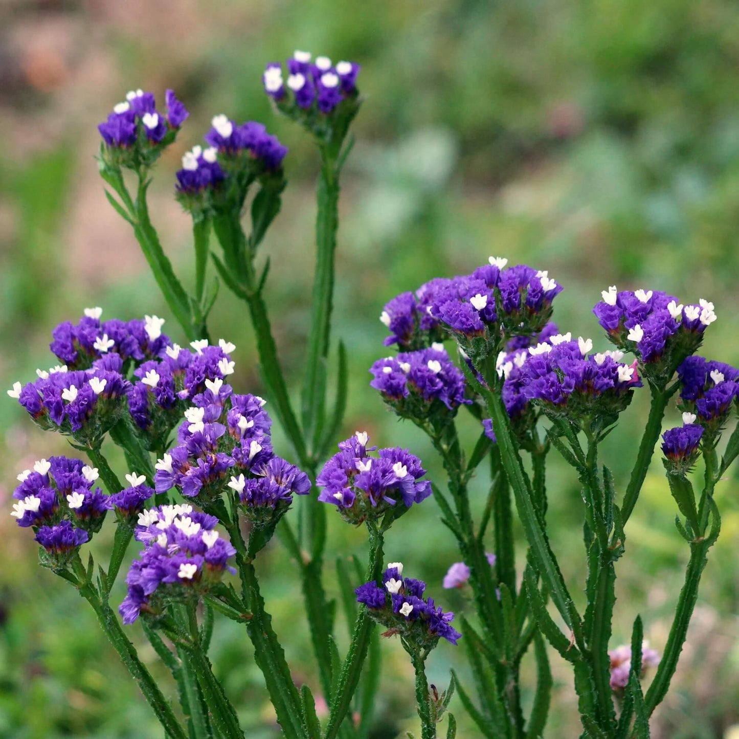 Statice Seeds