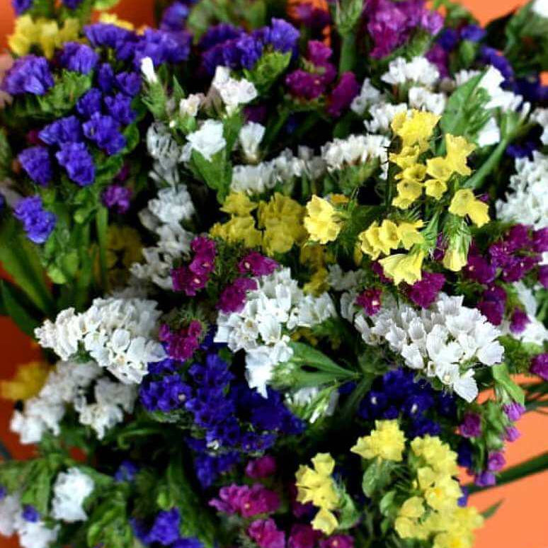 Statice Seeds - Flower Plant