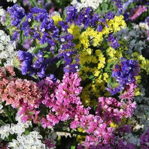 Statice Seeds - Flower Plant