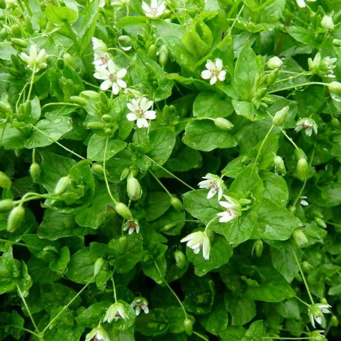 Stellaria media Chickweed Seeds 