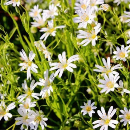 Stellaria media Chickweed Seeds 