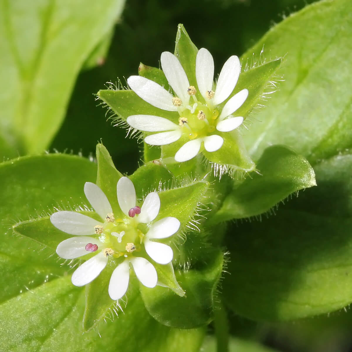 Stellaria media Chickweed Seeds 
