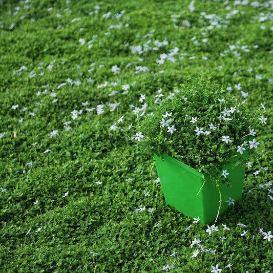Stepable Ground Cover Seeds
