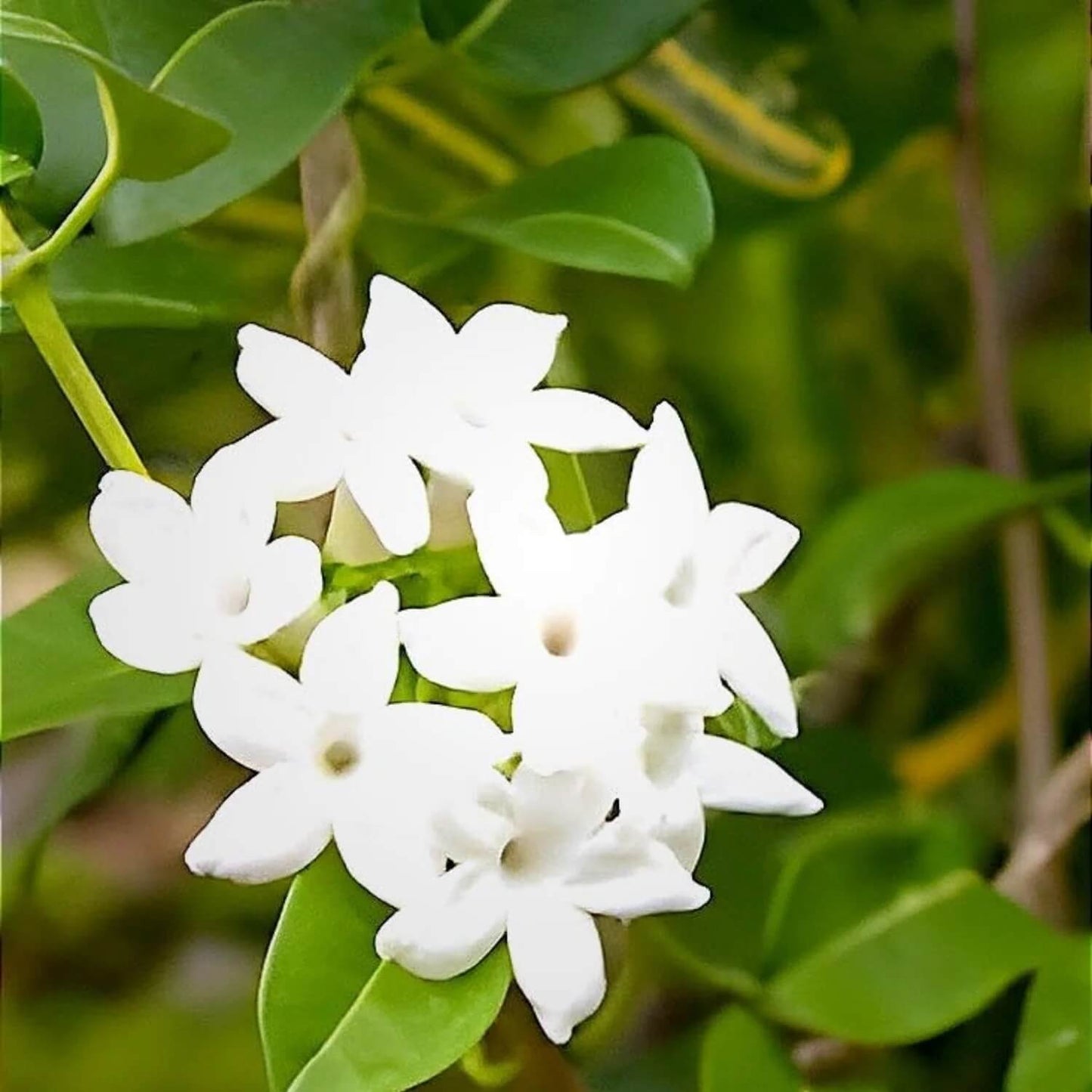 Stephanotis Madagascar Jasmine Seeds