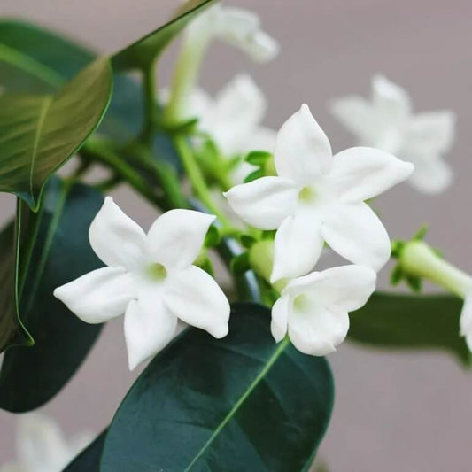 Stephanotis Madagascar Jasmine Seeds