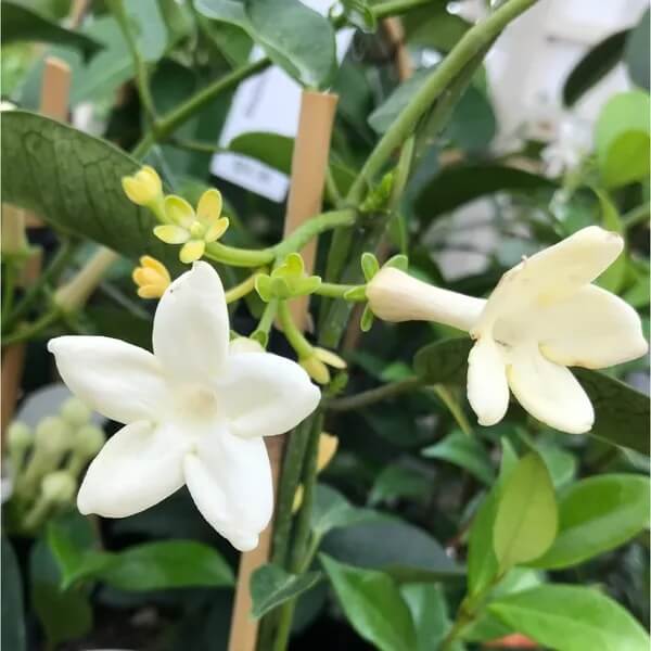 Stephanotis Madagascar Jasmine Seeds