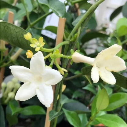 Stephanotis Madagascar Jasmine Seeds