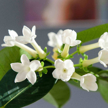 Stephanotis Madagascar Jasmine Seeds