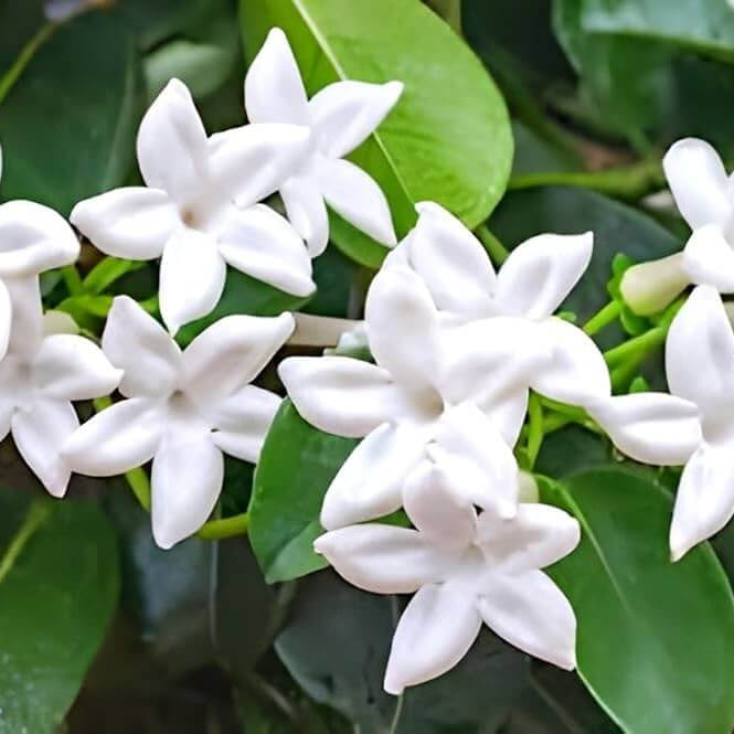Stephanotis Madagascar Jasmine Seeds