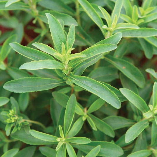 Stevia Seeds
