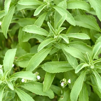 Stevia Seeds