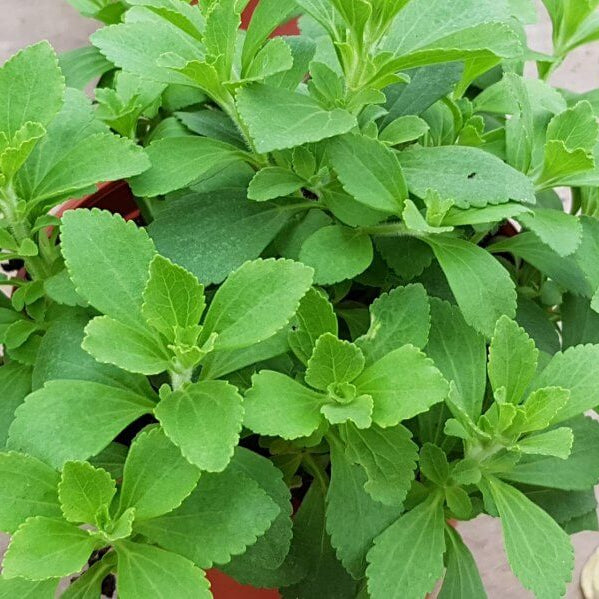 Stevia Seeds
