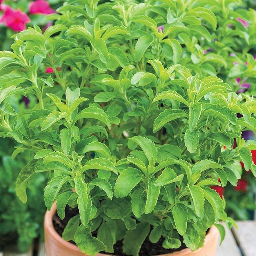 Stevia Seeds