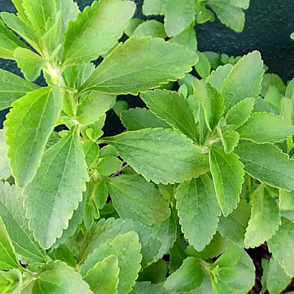 Stevia Seeds - Herbal Plant