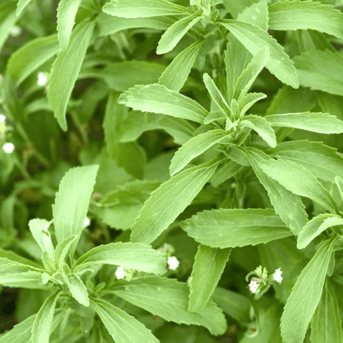 Stevia Seeds - Herbal Plant