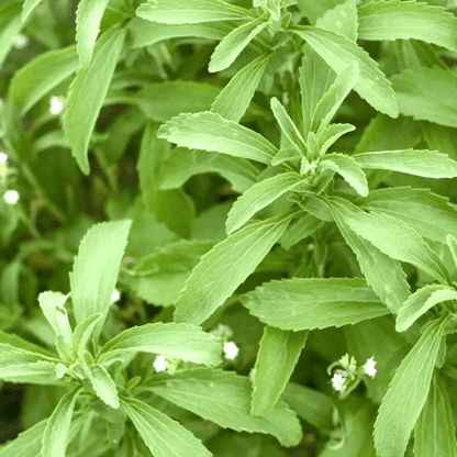 Stevia Seeds - Herbal Plant