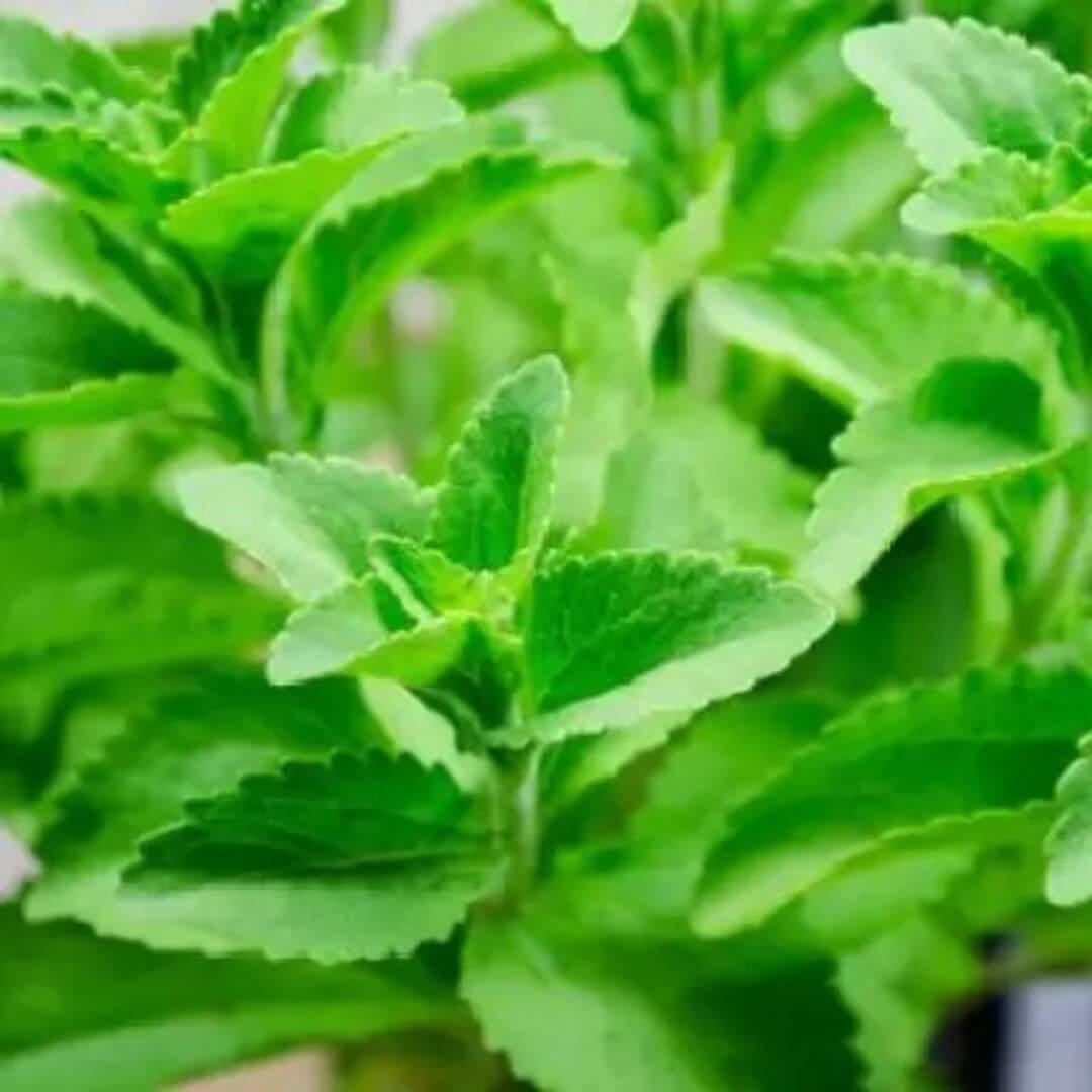 Stevia Seeds - Herbal Plant