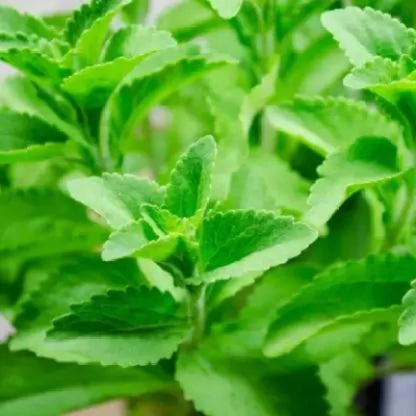 Stevia Seeds - Herbal Plant