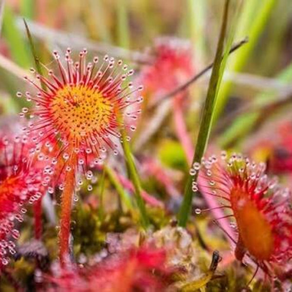 Sticky Carnivorous Plant Seeds