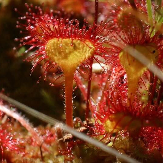 Sticky Carnivorous Plant Seeds