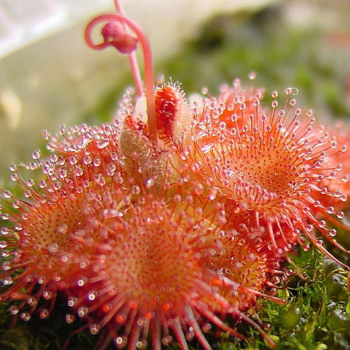 Sticky Carnivorous Plant Seeds