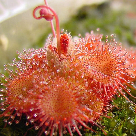 Sticky Carnivorous Plant Seeds
