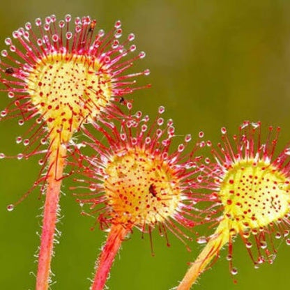 Sticky Carnivorous Plant Seeds