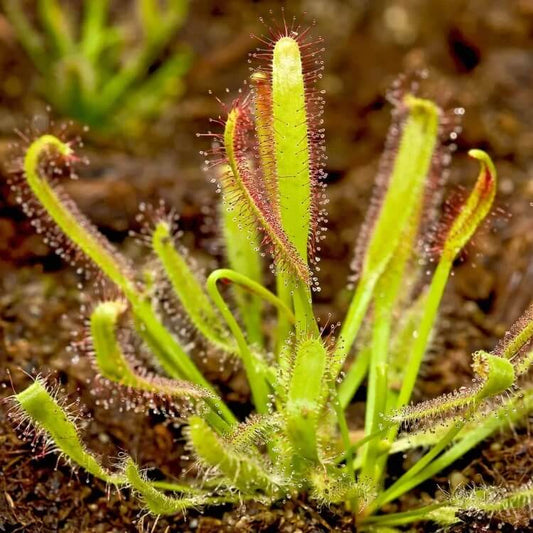 Sticky Leaf Sundew Seeds