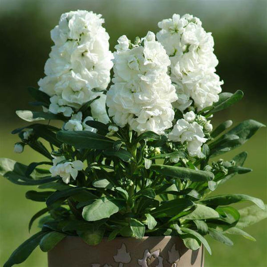 Stock Seeds - Flower Plant