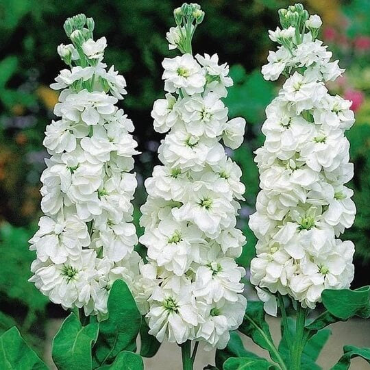 Stock Seeds - Flower Plant