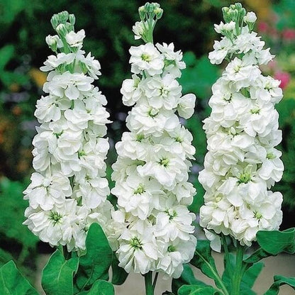 Stock Seeds - Flower Plant