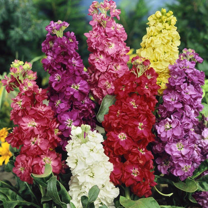 Stock Seeds - Flower Plant
