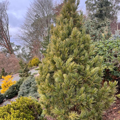 Stone Pine Seeds - Ornamental Plant Seeds for Home Gardens