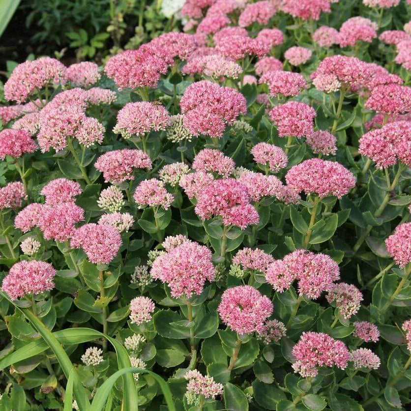 Stonecrop Seeds - Flower Plant for Home Gardens