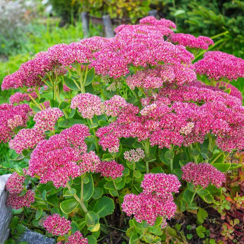 Stonecrop Seeds - Flower Plant for Home Gardens